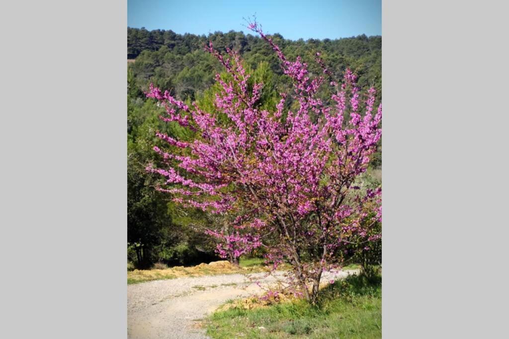 L'arbre à Soleil Hébergement de vacances *