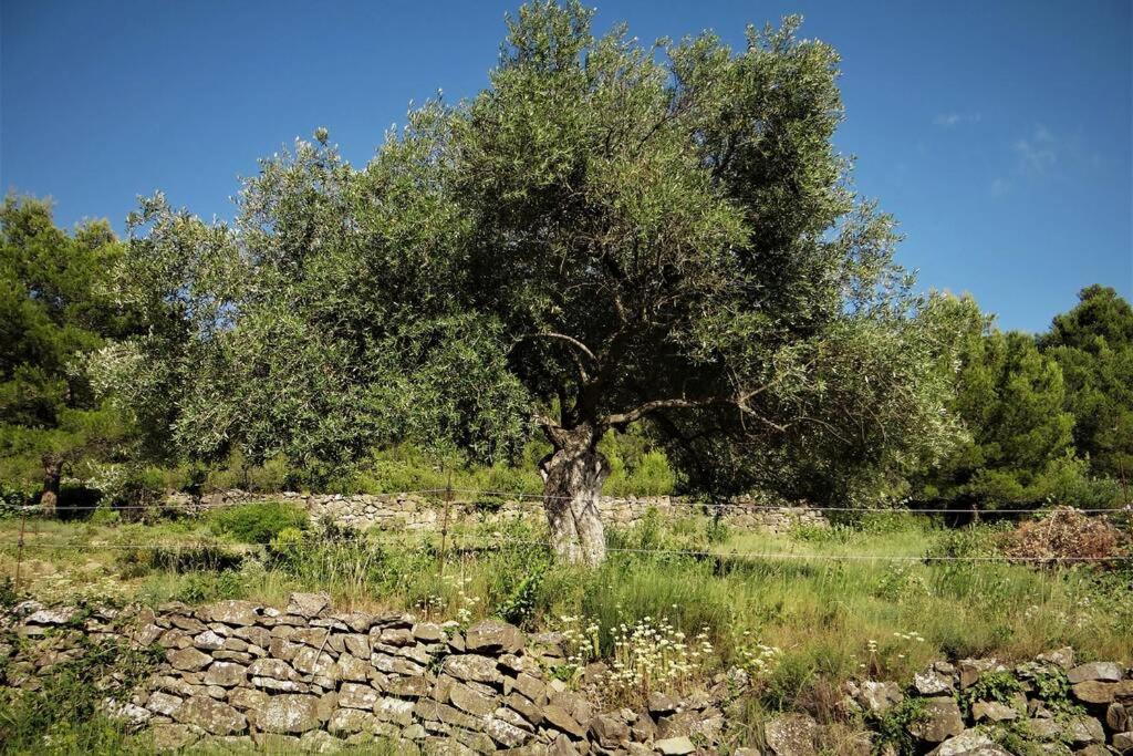 L'arbre à Soleil Casa de Férias Aigues-Vives (Herault)